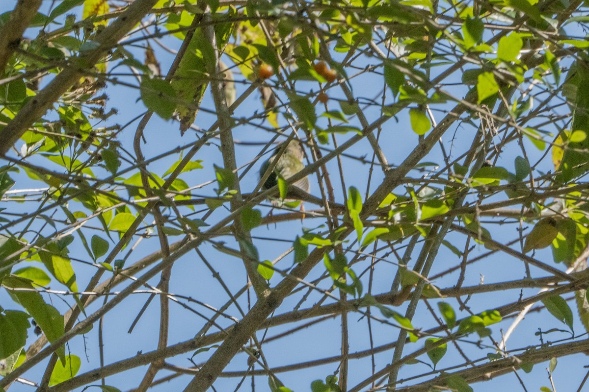 Tricolored Parrotfinch - ML639095971
