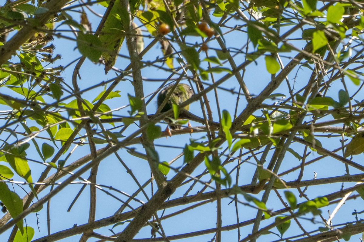 Tricolored Parrotfinch - ML639095972