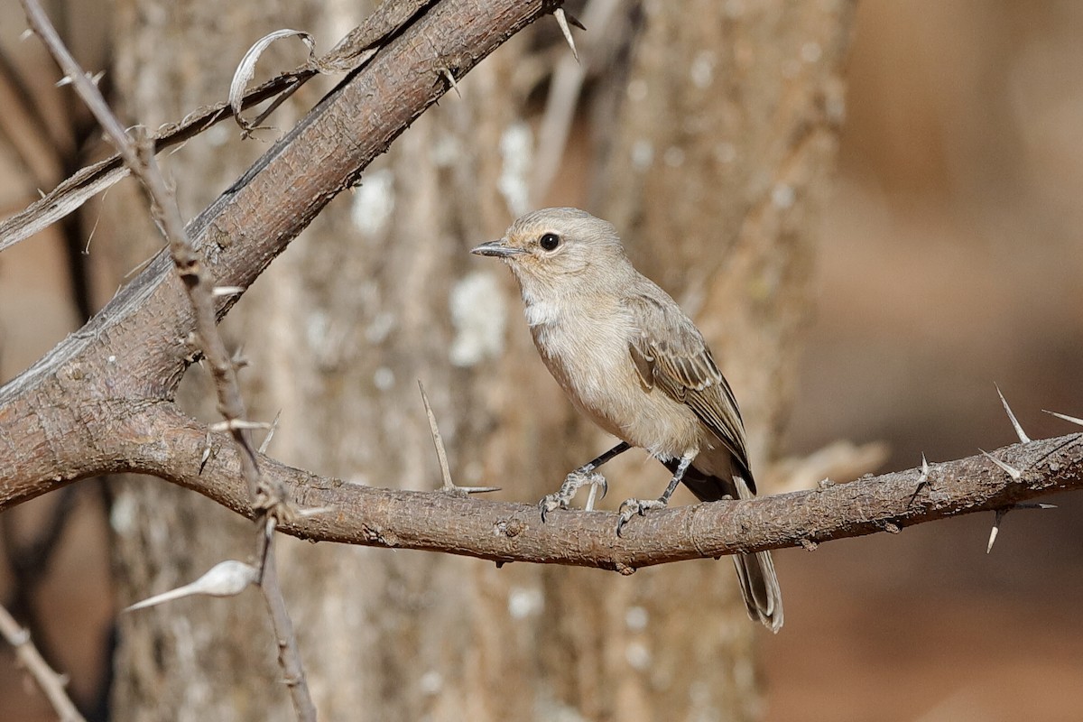 African Gray Flycatcher - ML639095978