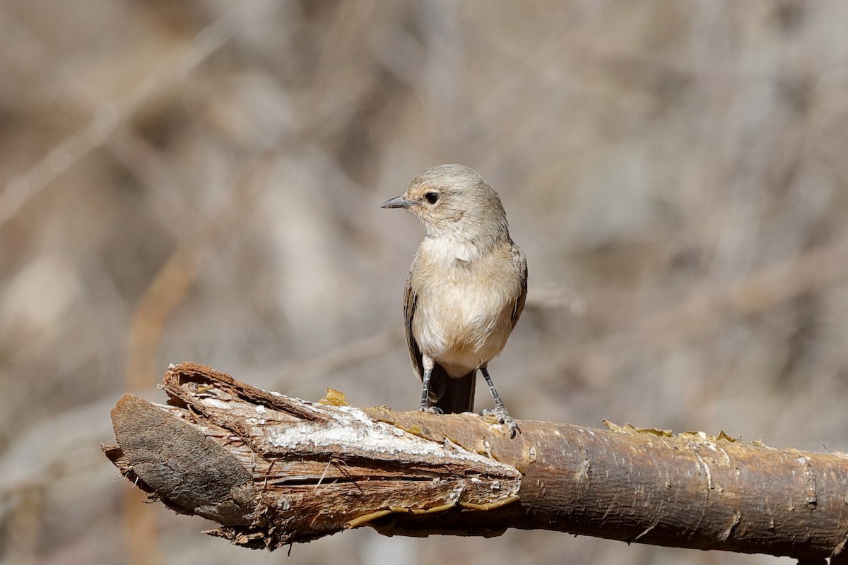 African Gray Flycatcher - ML639095981