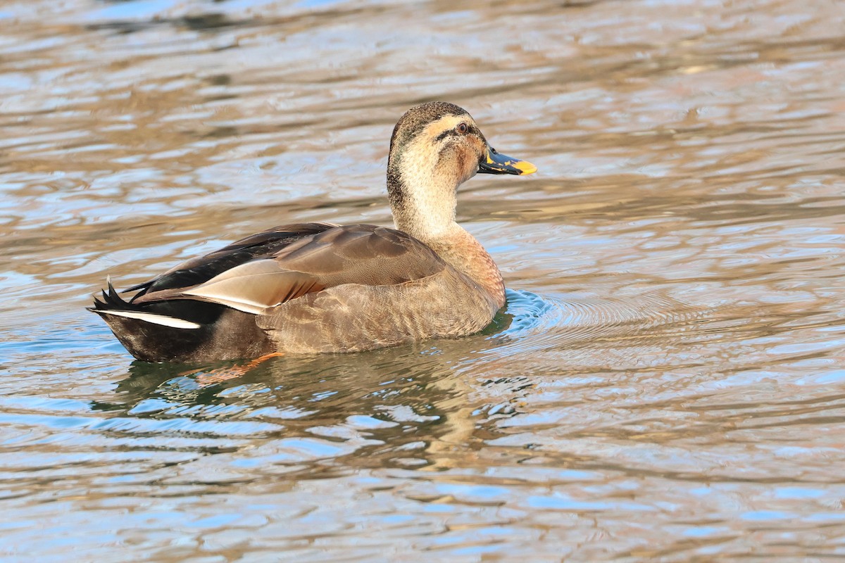 Mallard x Eastern Spot-billed Duck (hybrid) - ML639096009