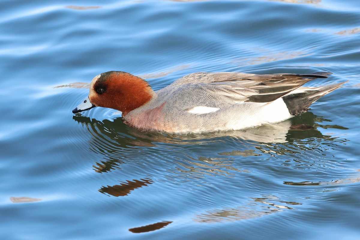 Ahate txistulari eurasiarra - ML639096018