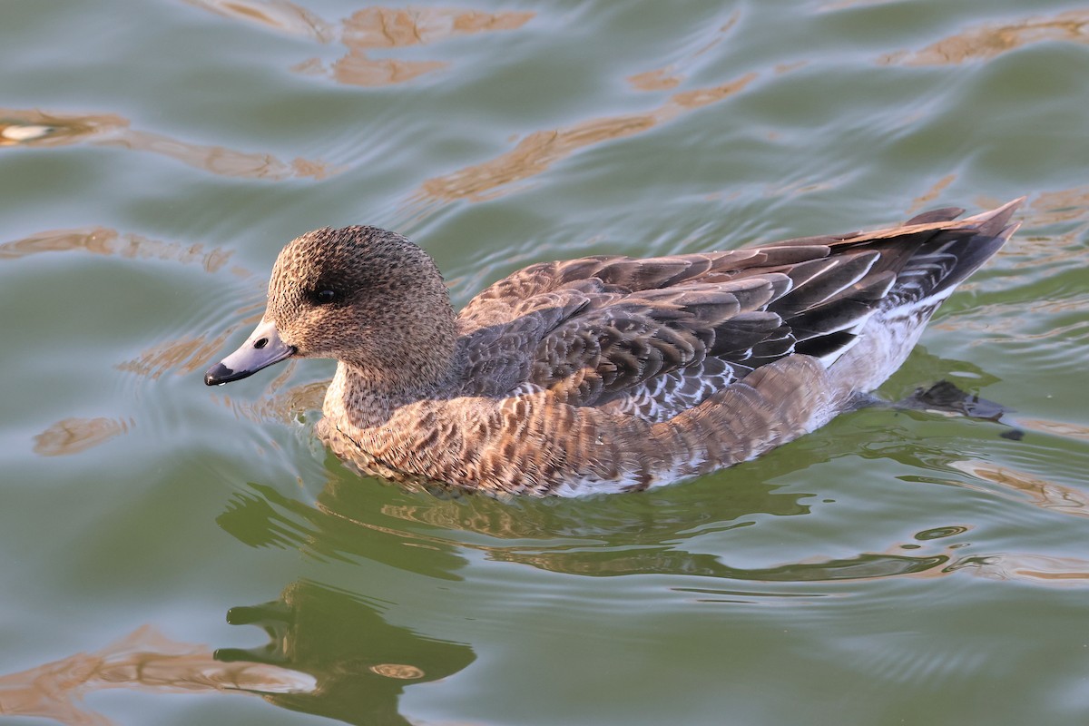 Ahate txistulari eurasiarra - ML639096019