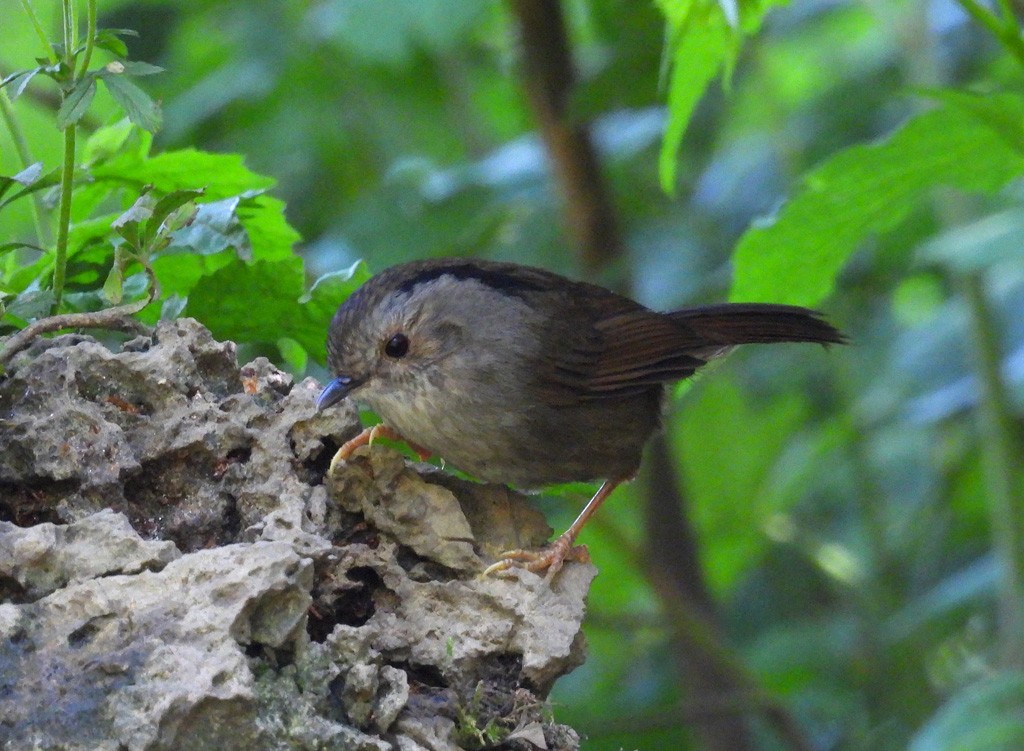 Dusky Fulvetta - ML639096123
