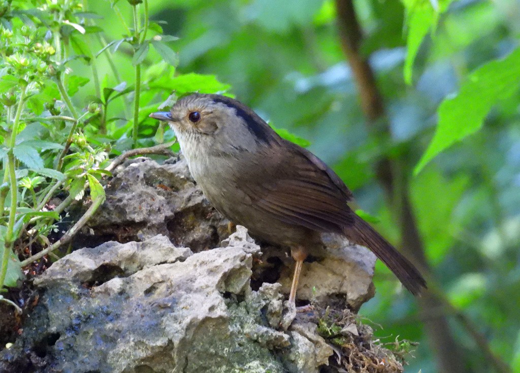 Dusky Fulvetta - ML639096124
