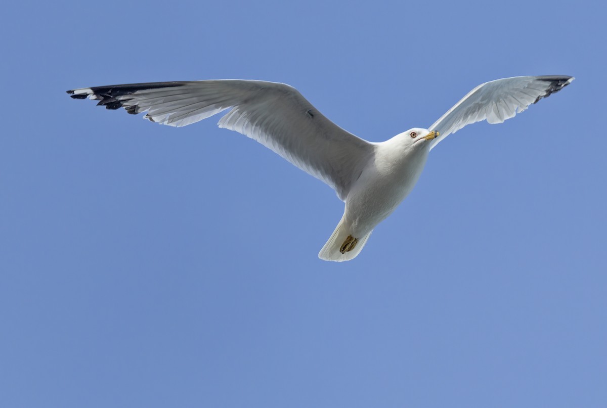 Ring-billed Gull - ML639096198