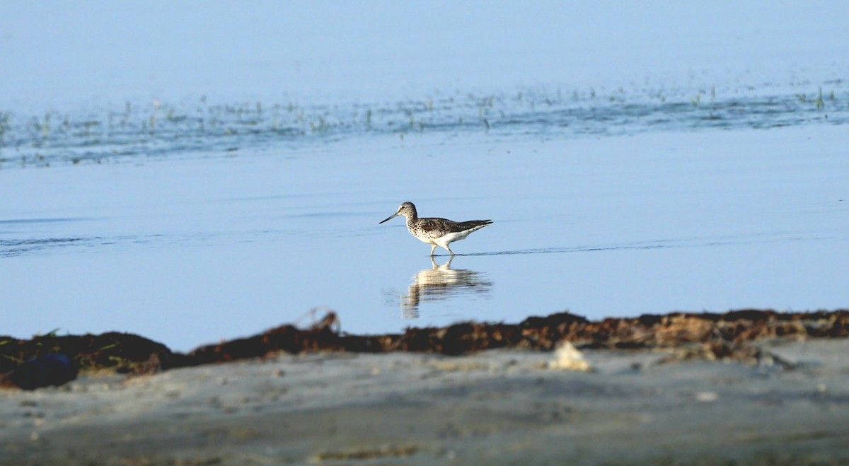 vodouš šedý - ML639096213