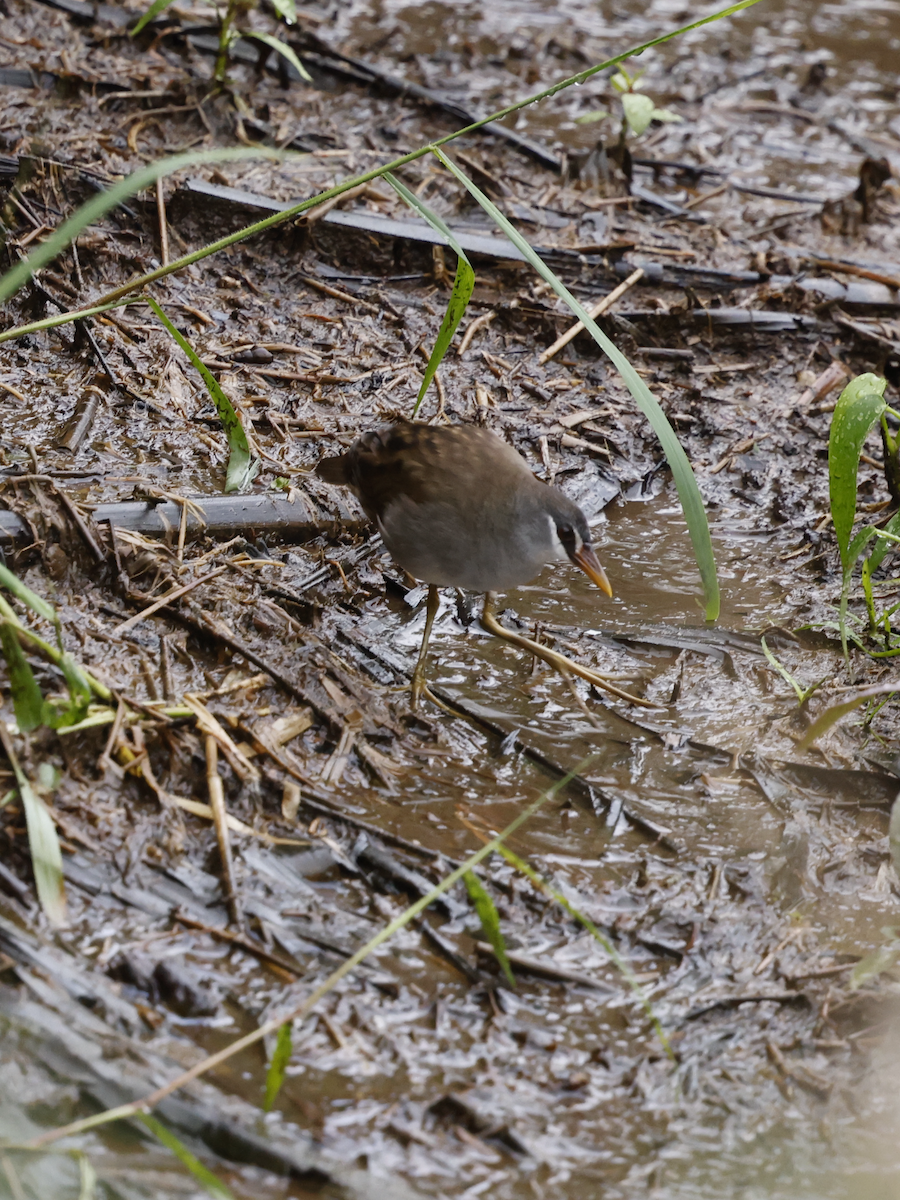 White-browed Crake - ML639096215