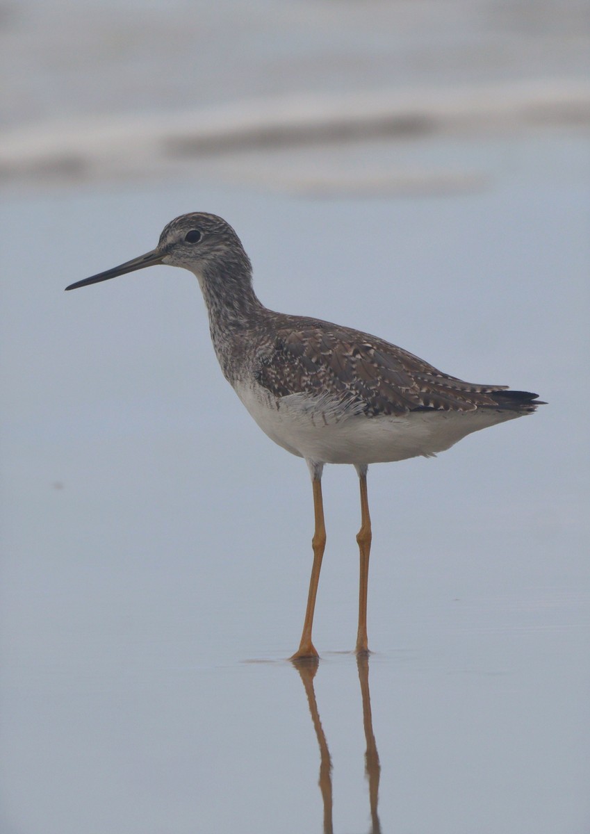 Greater Yellowlegs - ML639096224