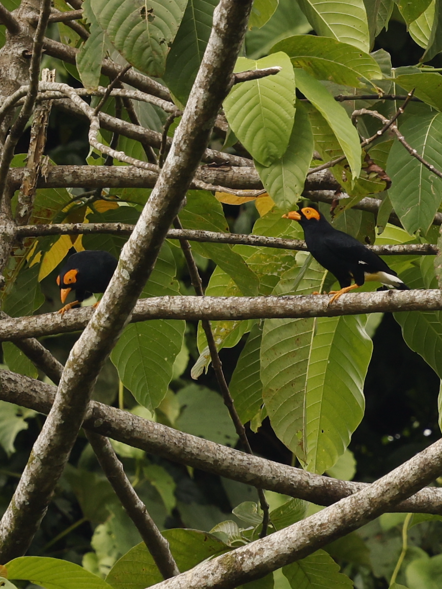 Long-tailed Myna - ML639096230