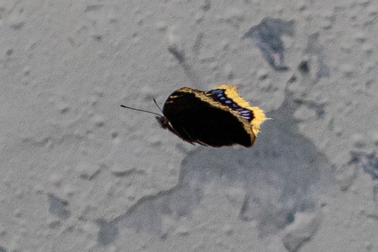 Mourning Cloak - ML639096249