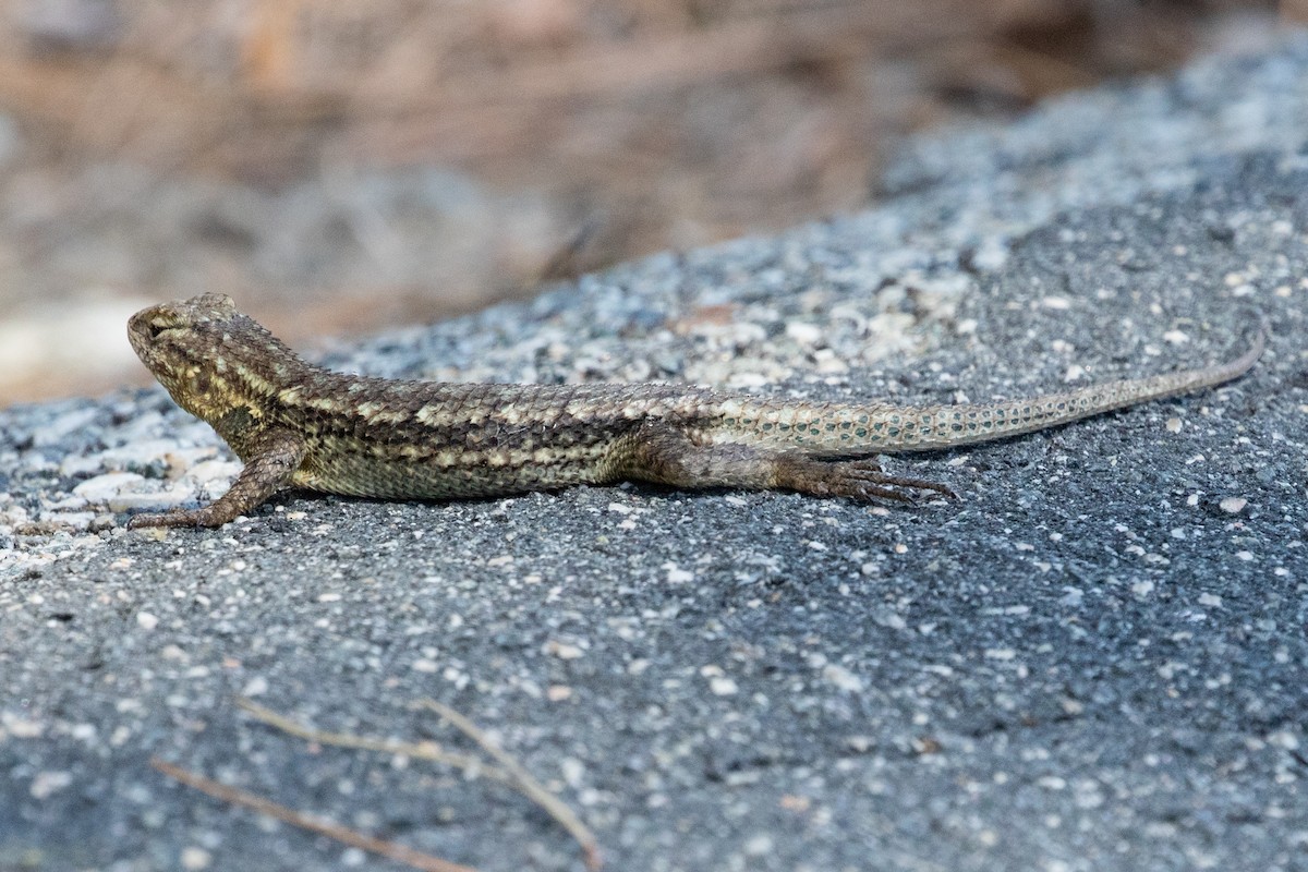 Phrynosomatid Lizards - ML639096251