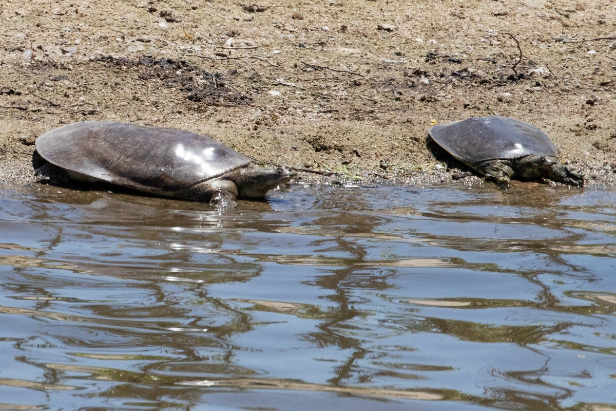 Spiny Softshell - ML639096255