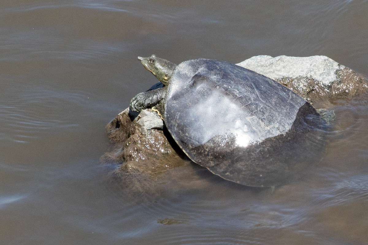 Spiny Softshell - ML639096258