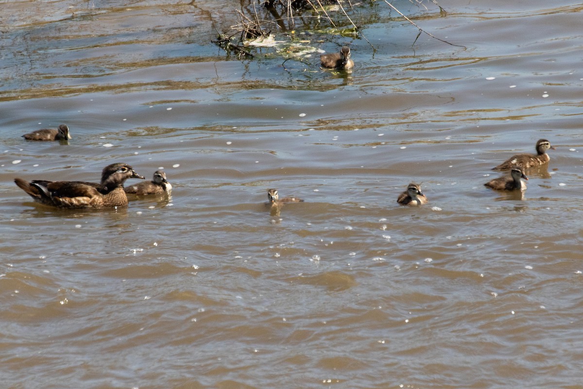 Wood Duck - ML639096385