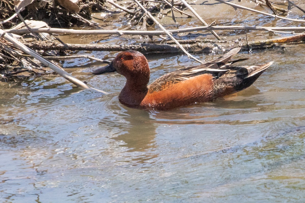 Cinnamon Teal - ML639096395