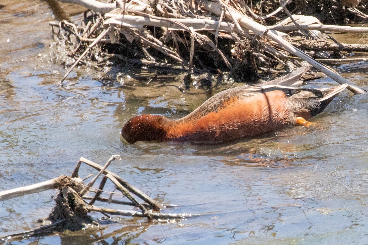 Cinnamon Teal - ML639096400