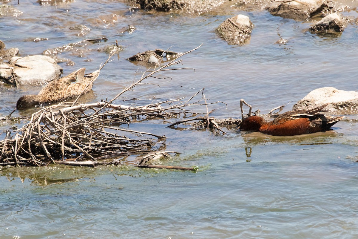 Cinnamon Teal - ML639096401