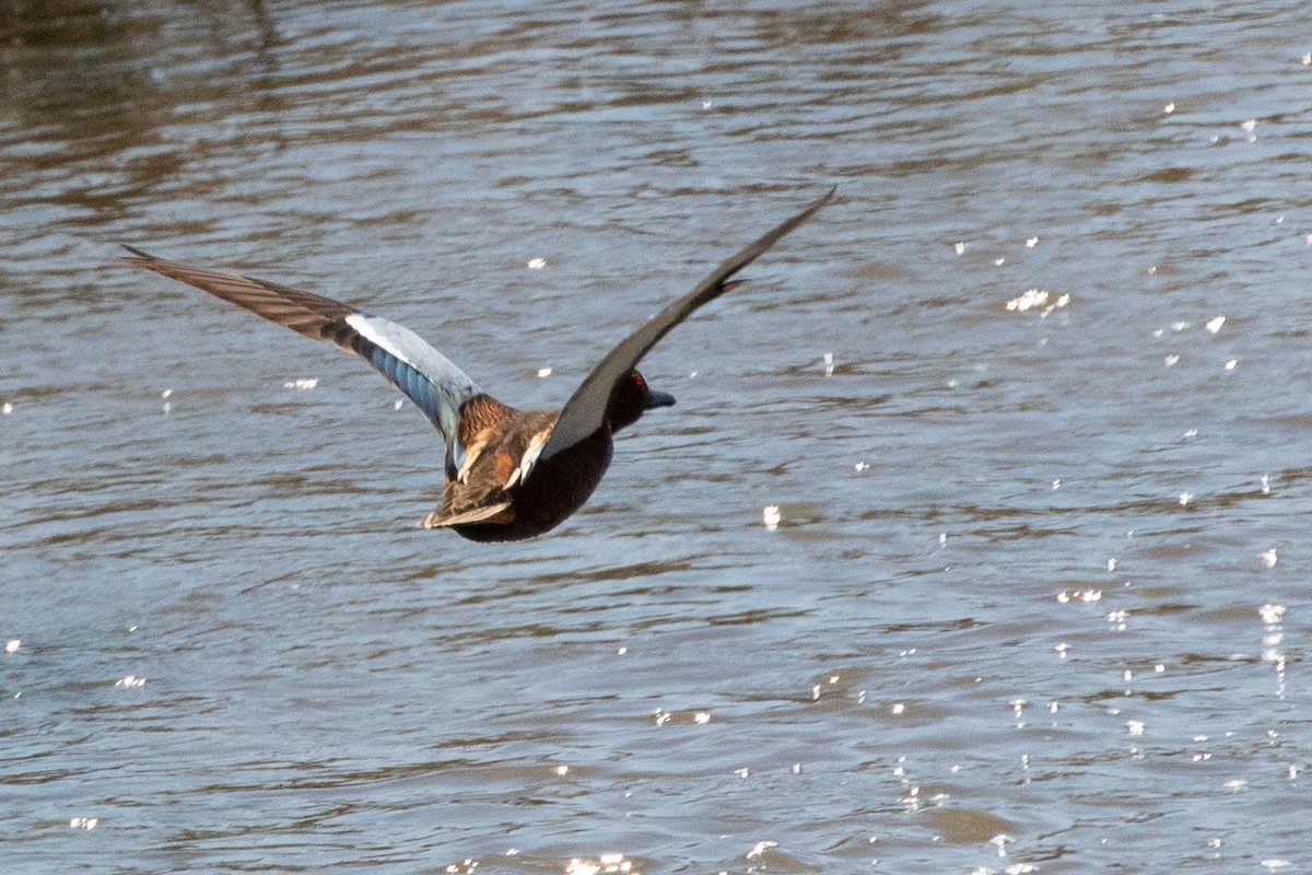 Cinnamon Teal - ML639096403