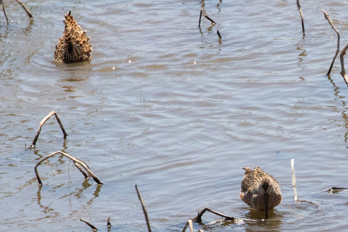 Long-billed Dowitcher - ML639096409