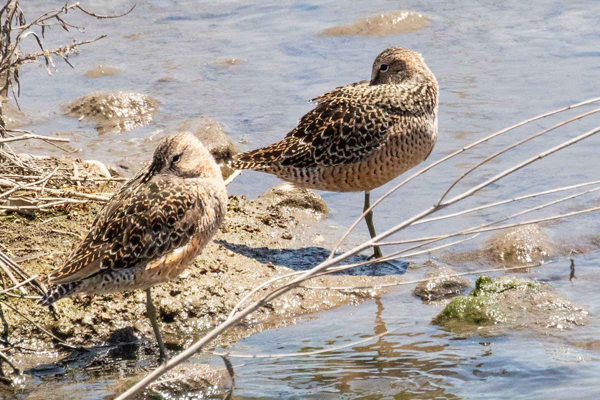 Long-billed Dowitcher - ML639096410
