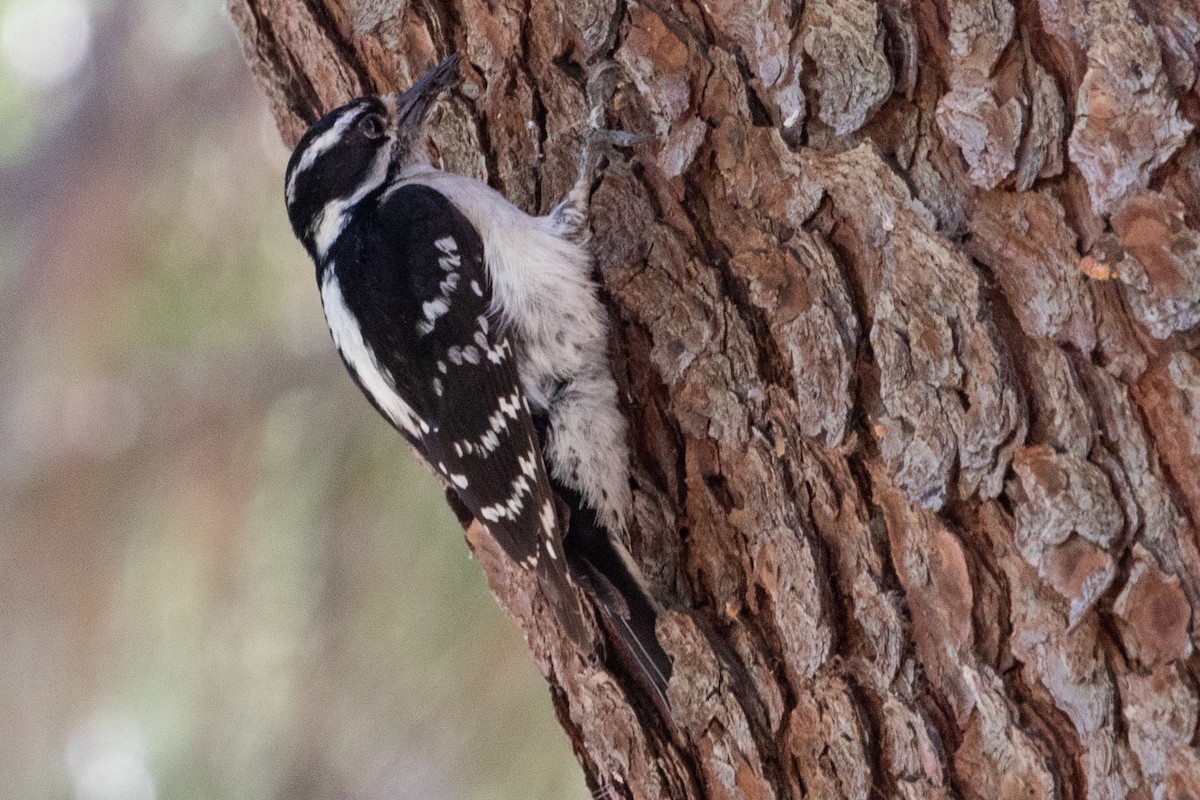 Downy Woodpecker - ML639096421