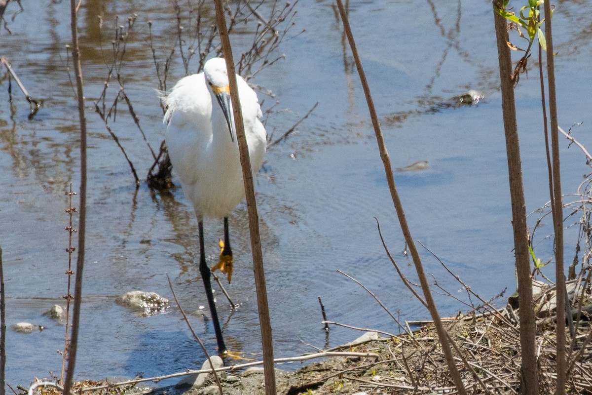 Snowy Egret - ML639096424