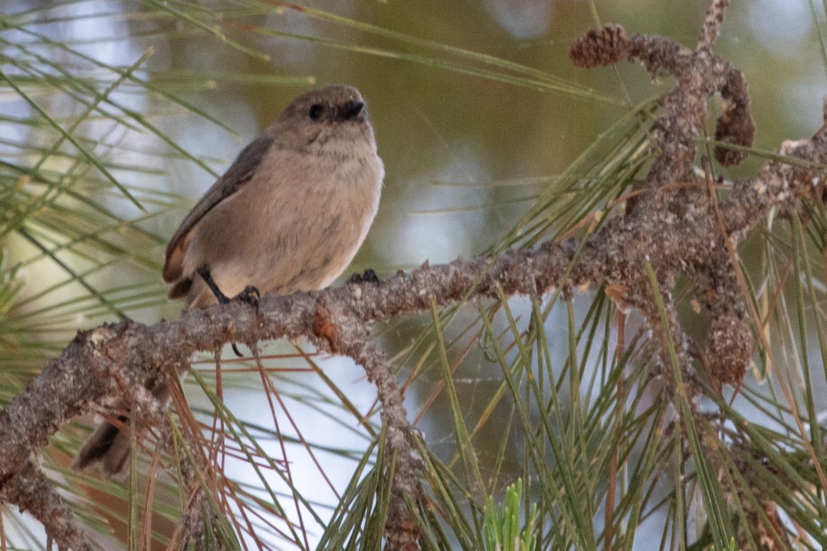 Bushtit (Pacific) - ML639096428