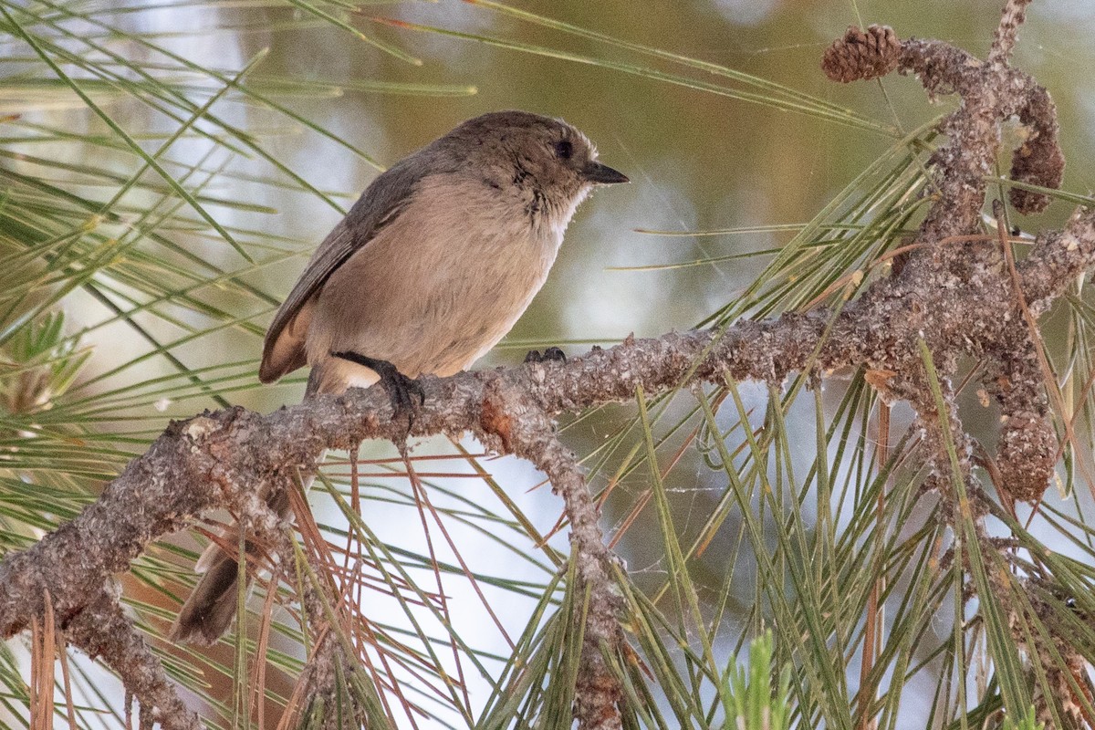 Bushtit (Pacific) - ML639096431