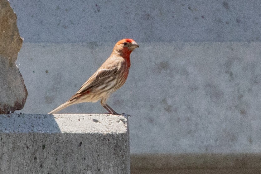 House Finch - ML639096433