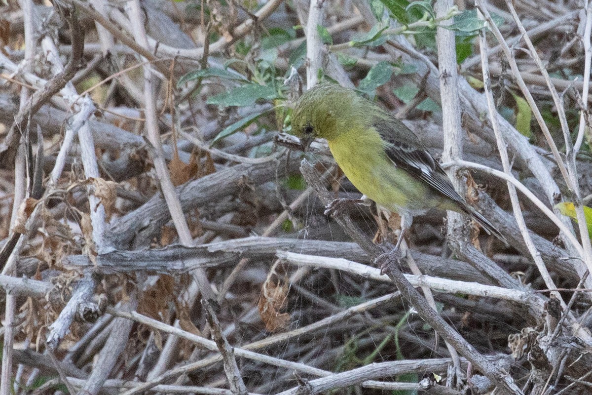 Lesser Goldfinch - ML639096437