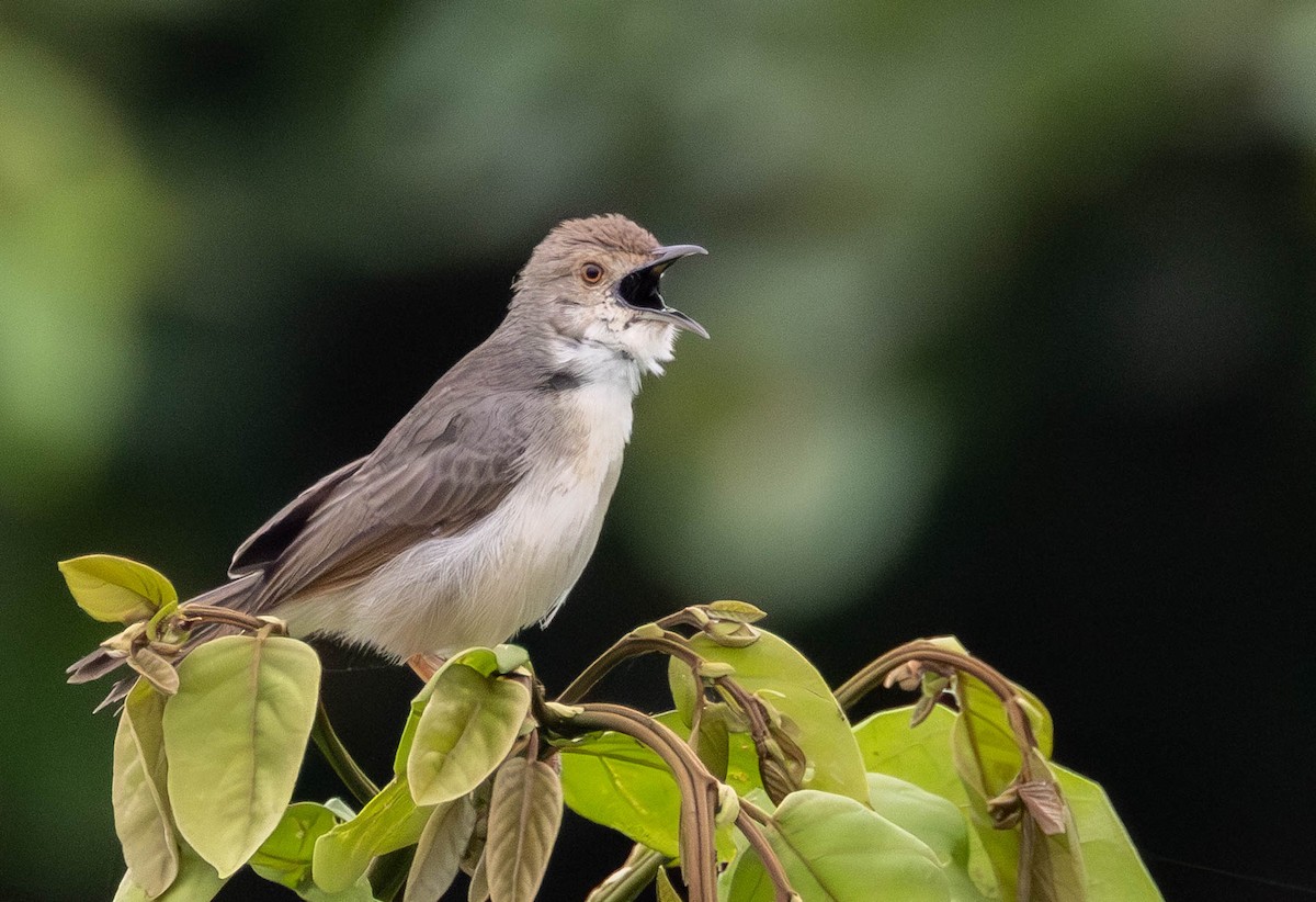 Bubbling Cisticola - ML639096531