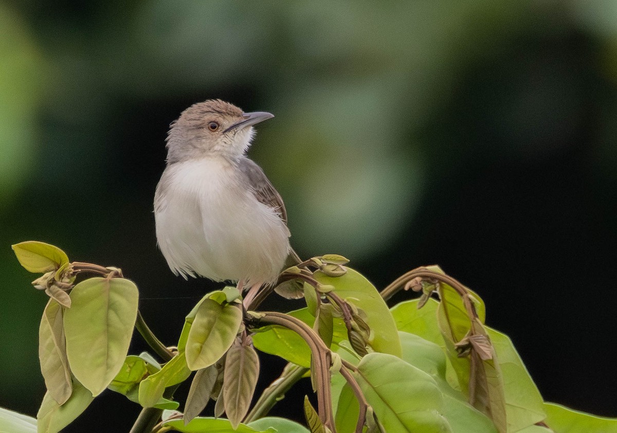 Bubbling Cisticola - ML639096532