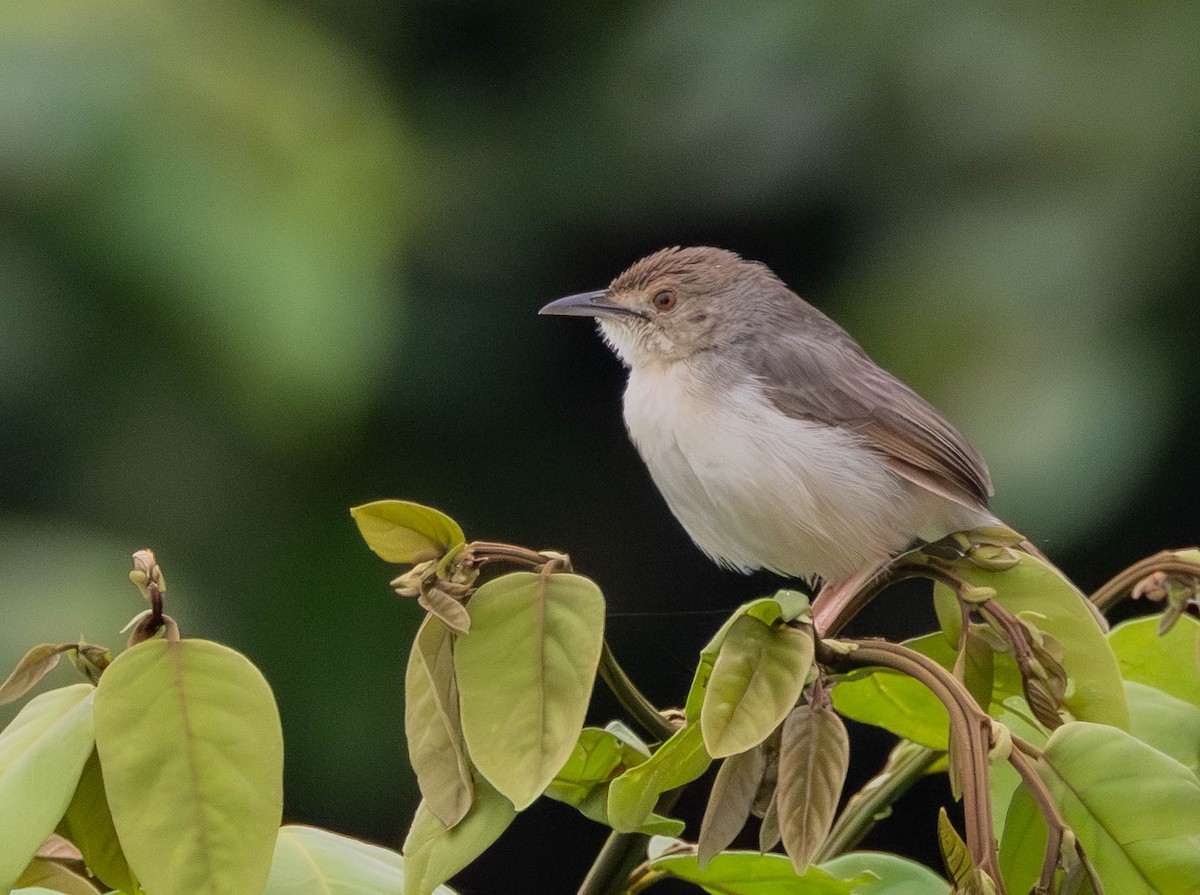 Bubbling Cisticola - ML639096533