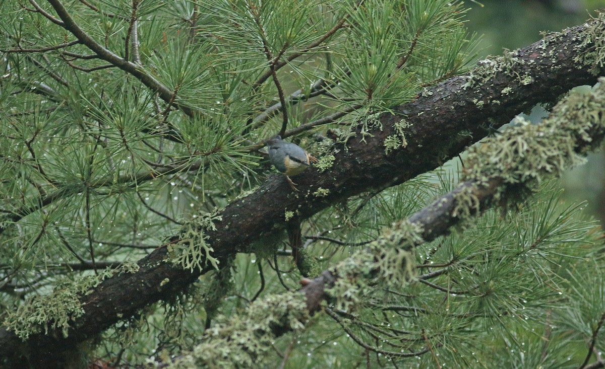 ゴジュウカラ - ML639096572