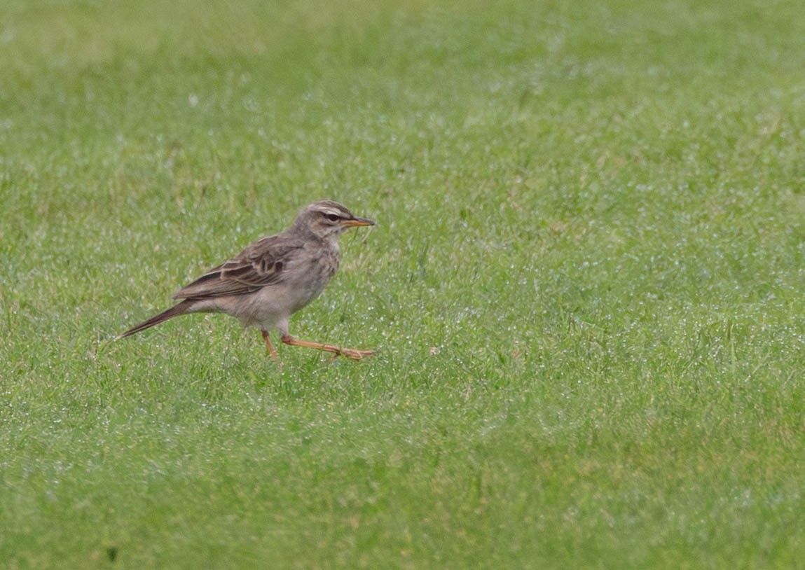 Long-legged Pipit - ML639096628
