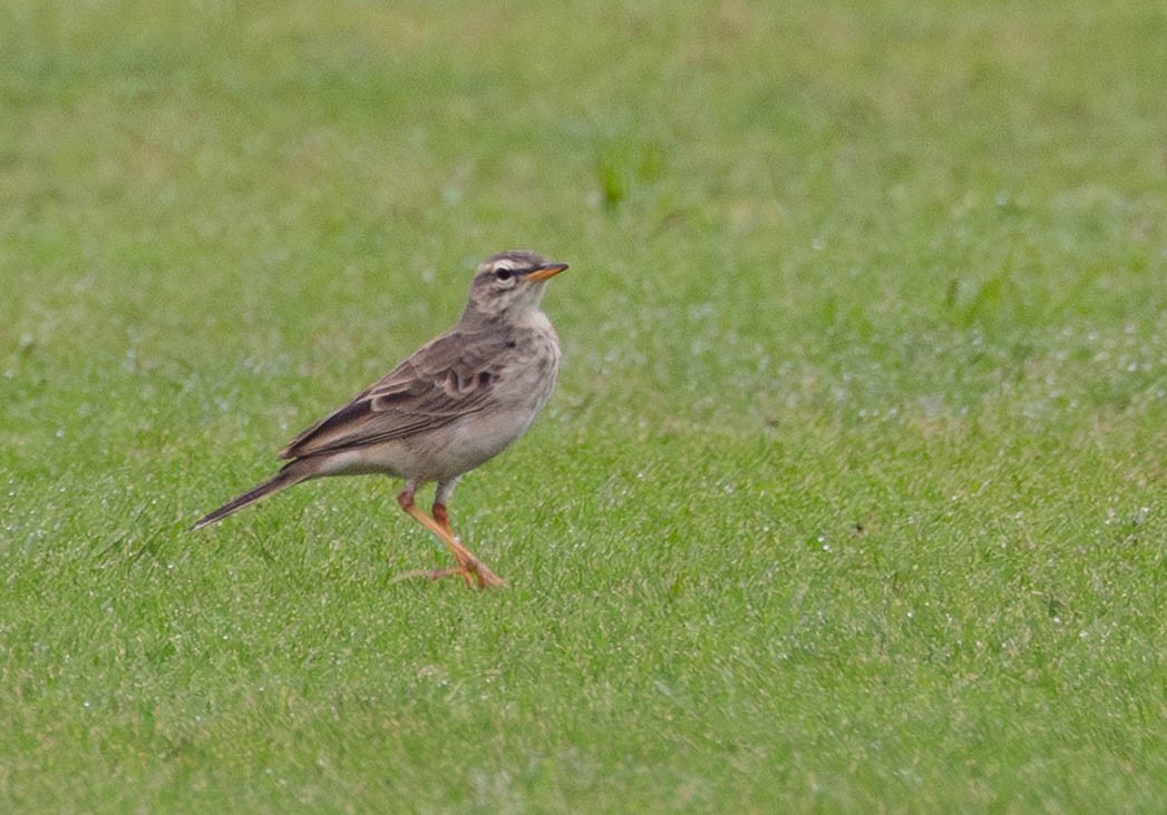 Long-legged Pipit - ML639096629