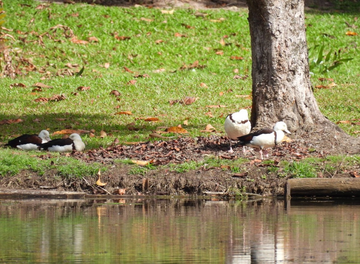 Radjah Shelduck - ML639096649