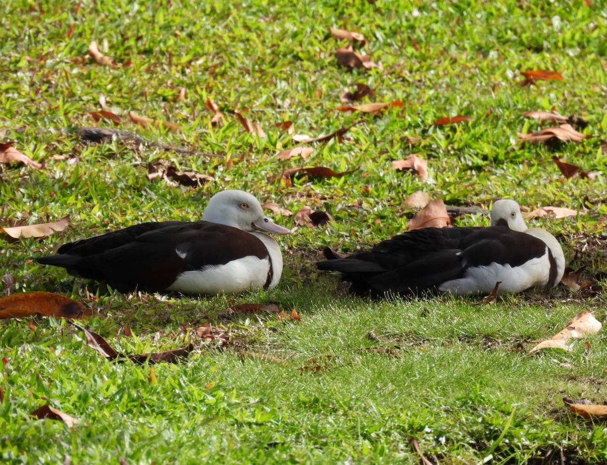 Radjah Shelduck - ML639096661
