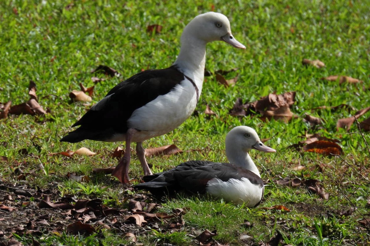 Radjah Shelduck - ML639096669