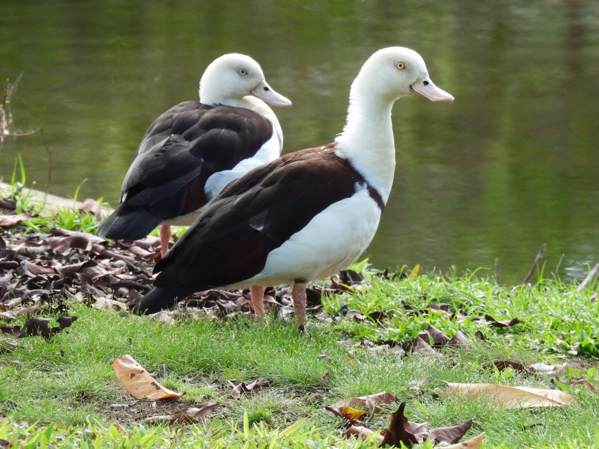 Radjah Shelduck - ML639096672