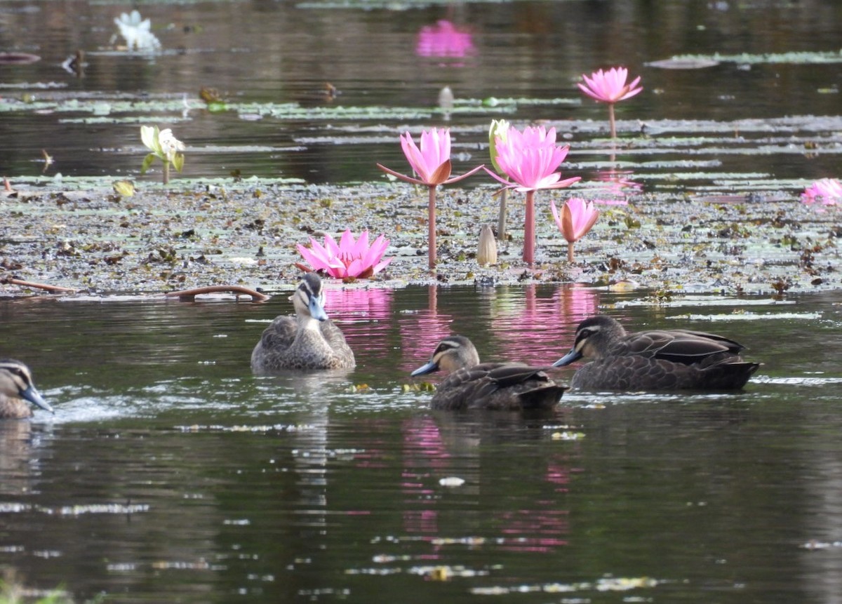 Pacific Black Duck - ML639096677