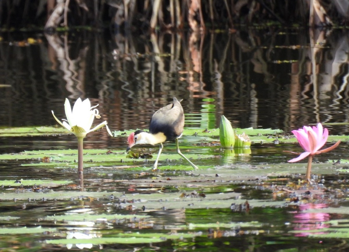 Comb-crested Jacana - ML639096709