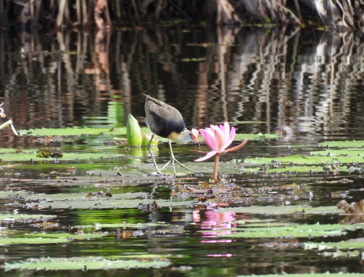 Comb-crested Jacana - ML639096710
