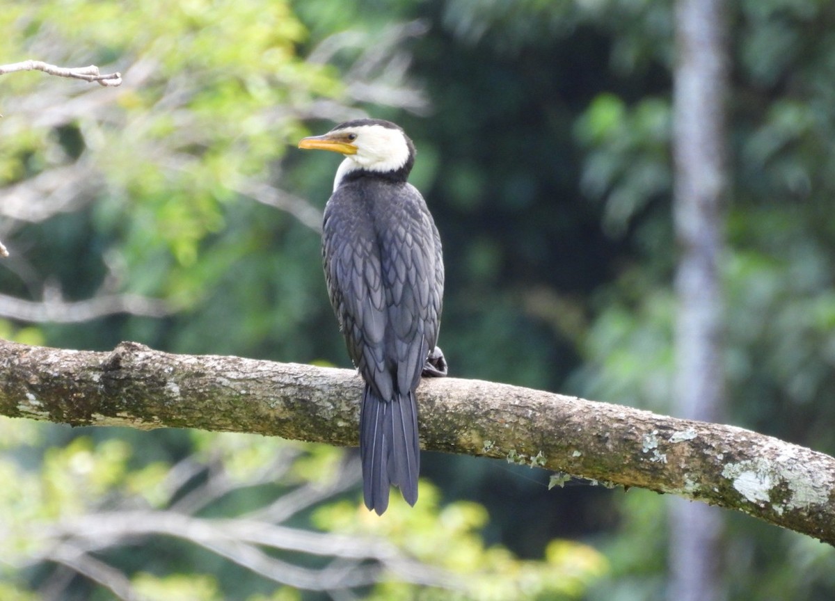 Little Pied Cormorant - ML639096713