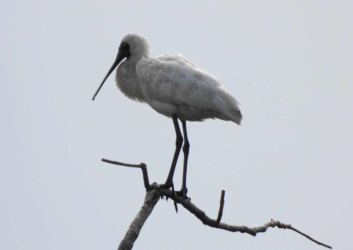 Royal Spoonbill - ML639096717