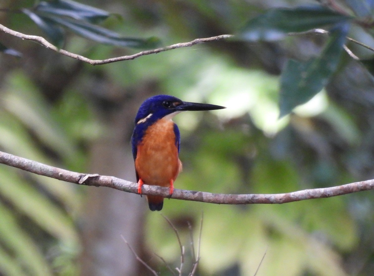 Azure Kingfisher - ML639096725
