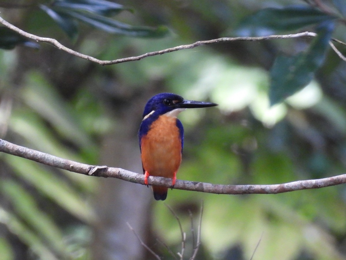 Azure Kingfisher - ML639096727