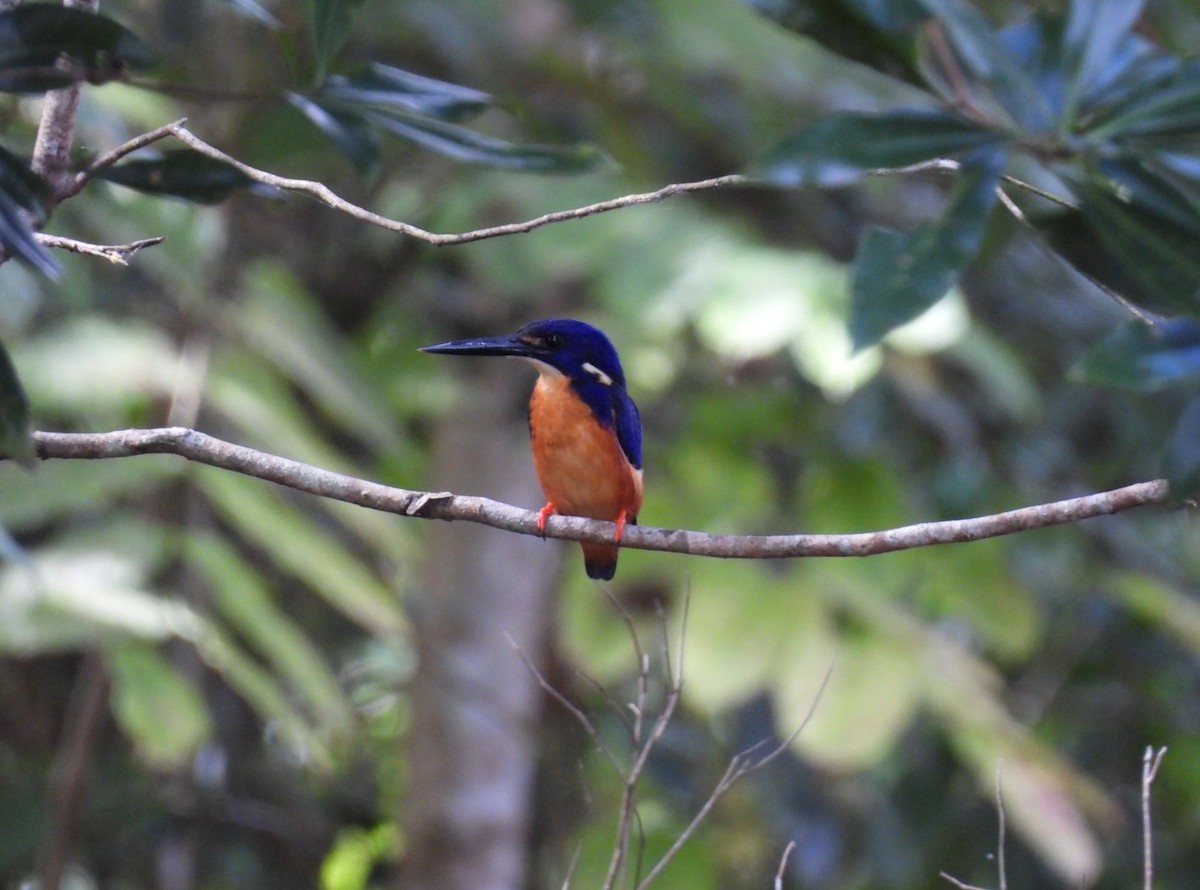 Azure Kingfisher - ML639096735