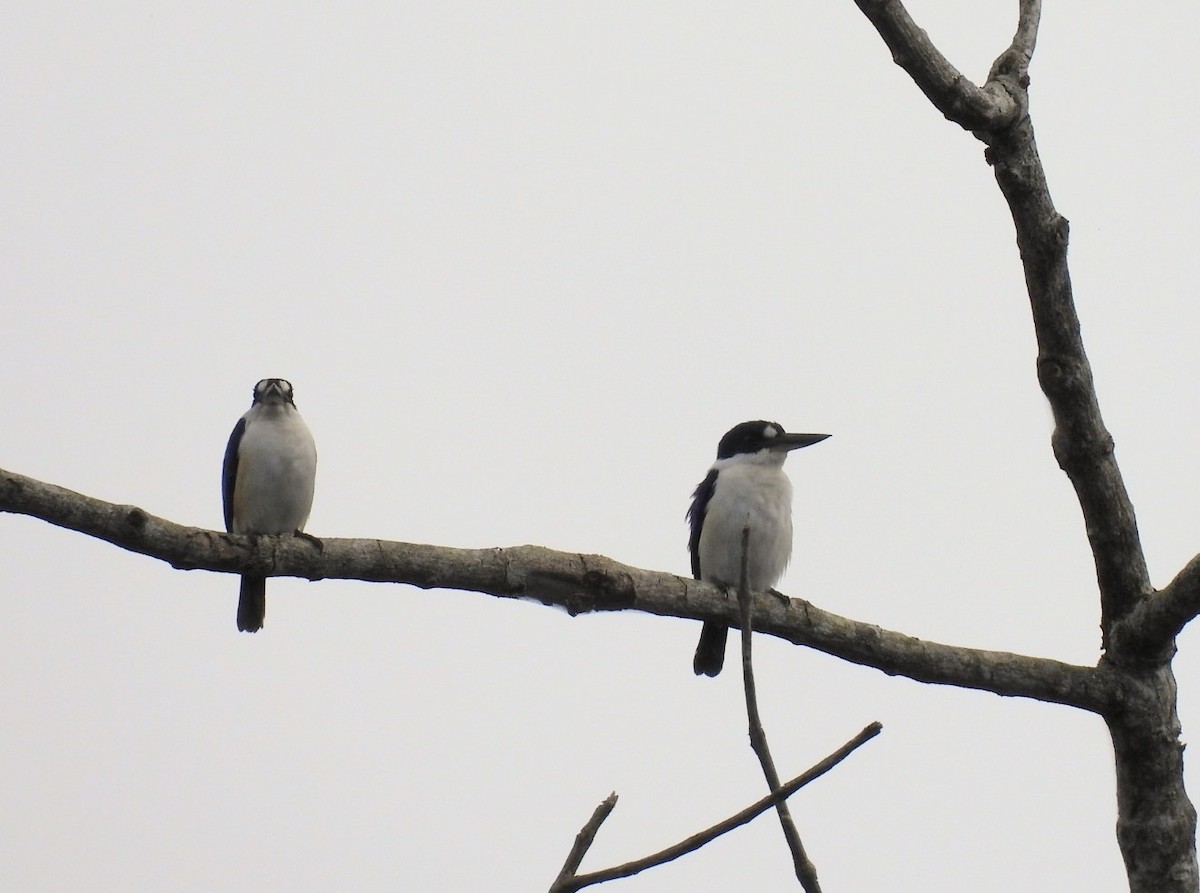 Forest Kingfisher - ML639096737